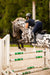 Tucker Tweed Equestrian Stablemate